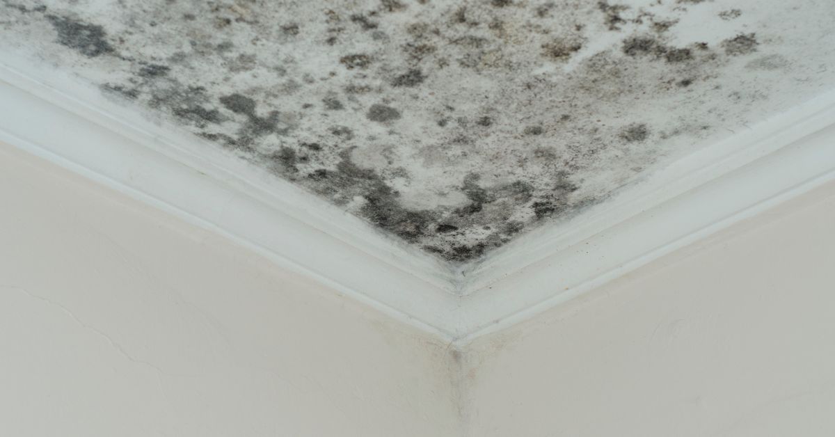 mold in home